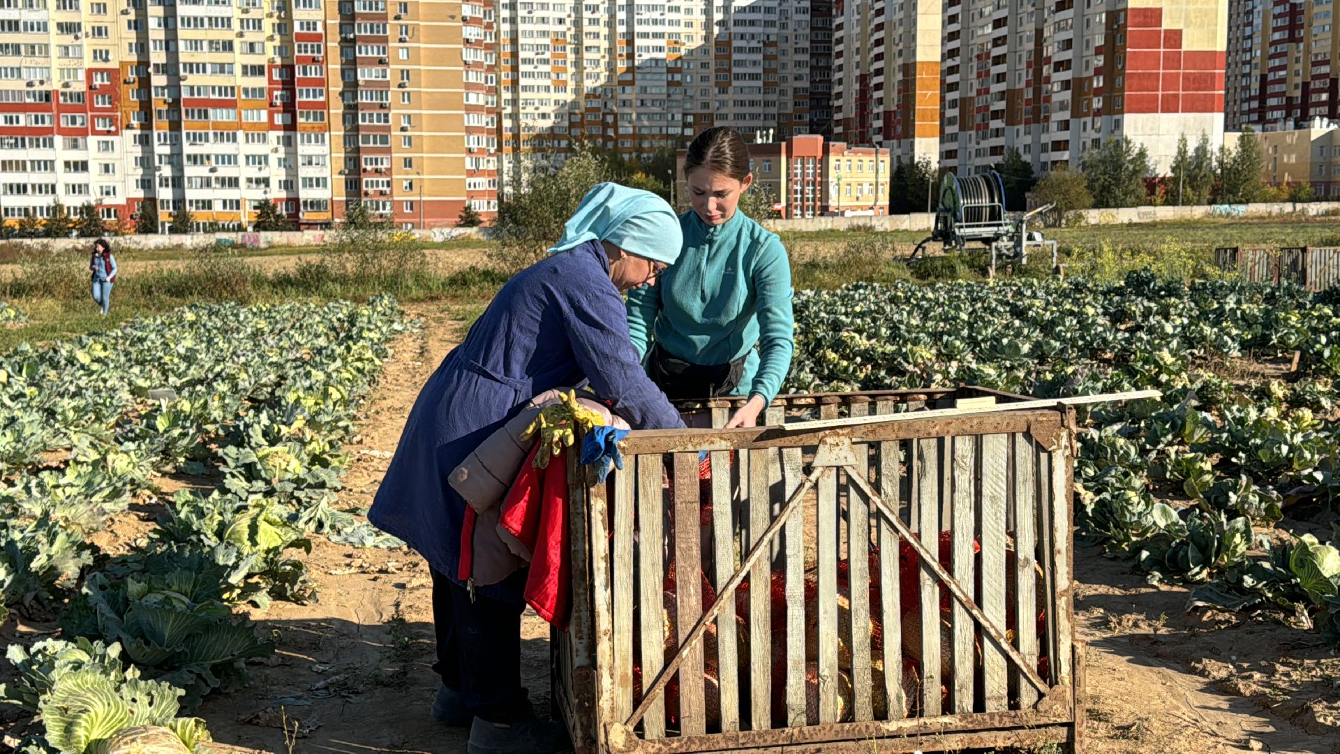 ВНИИССОК, Федеральный центр овощеводства, Селекционеры Одинцова,