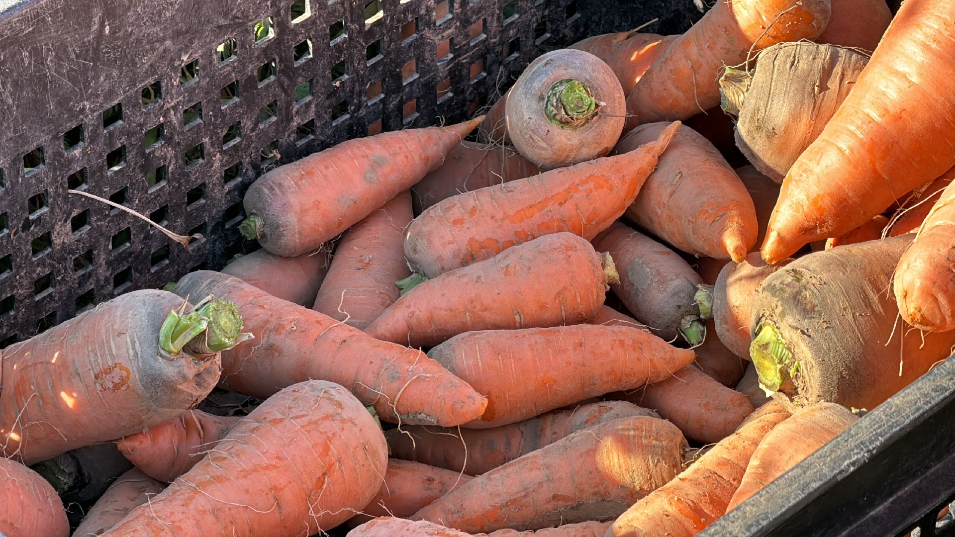 ВНИИССОК, Федеральный центр овощеводства, Селекционеры Одинцова,