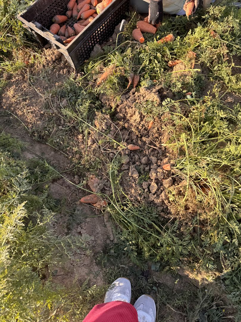 ВНИИССОК, Федеральный центр овощеводства, Селекционеры Одинцова,