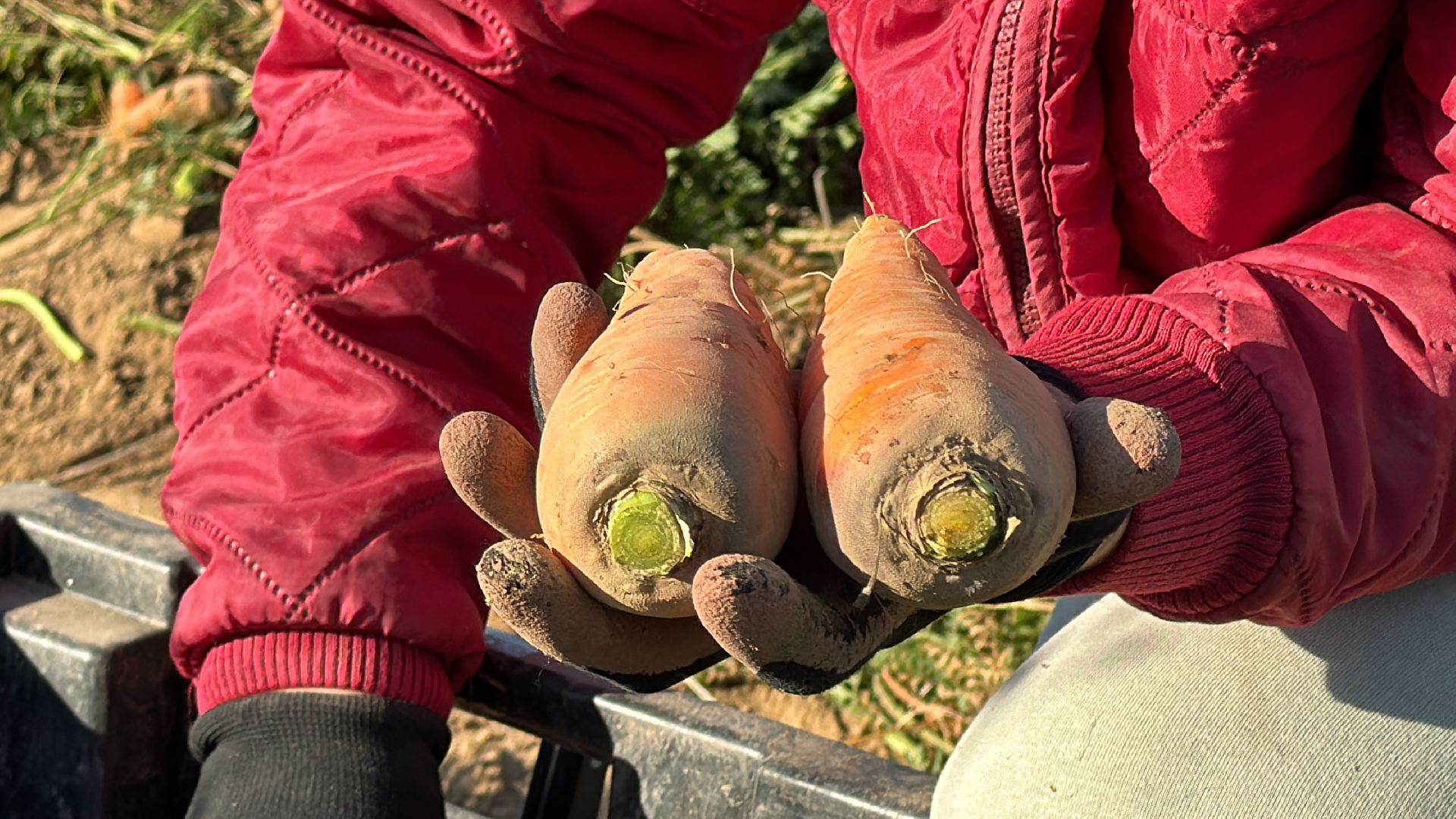 ВНИИССОК, Федеральный центр овощеводства, Селекционеры Одинцова,