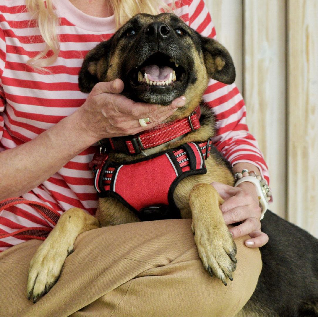 благотворительая акция, бездомные животные, пристройство, кошки, собаки, волонтерство, приют для животных,добрые дела,