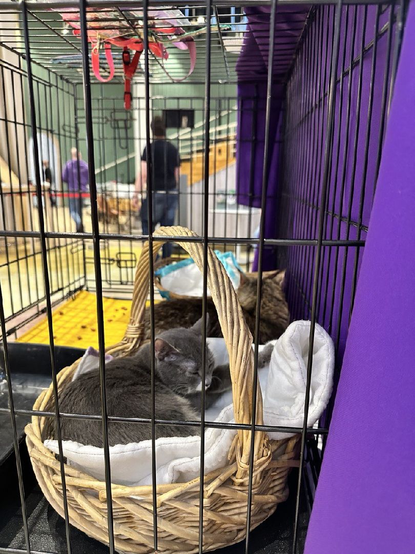 благотворительая акция, бездомные животные, пристройство, кошки, собаки, волонтерство, приют для животных,добрые дела,