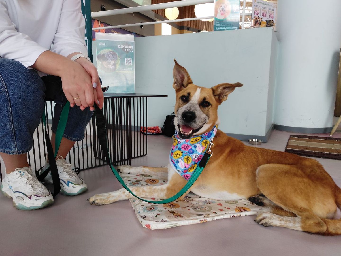 благотворительая акция, бездомные животные, пристройство, кошки, собаки, волонтерство, приют для животных,добрые дела,