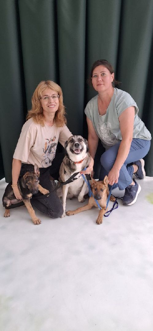 благотворительая акция, бездомные животные, пристройство, кошки, собаки, волонтерство, приют для животных,добрые дела,