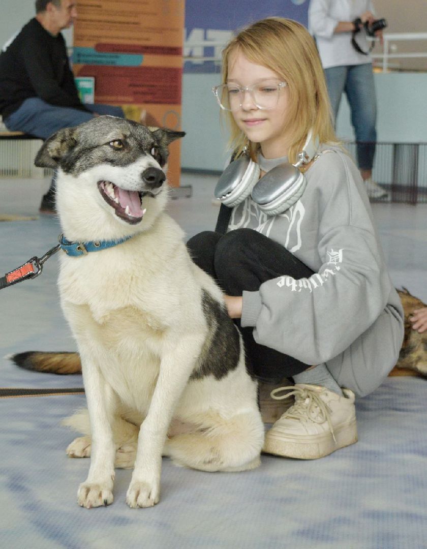 благотворительая акция, бездомные животные, пристройство, кошки, собаки, волонтерство, приют для животных,добрые дела,