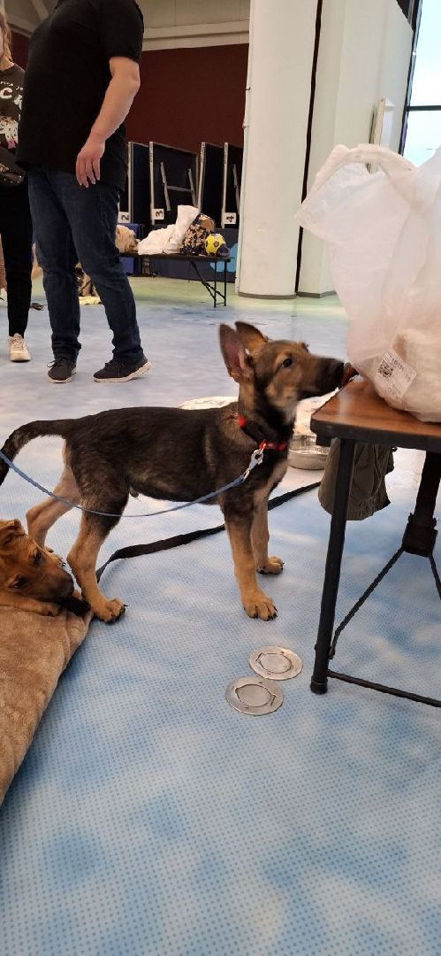 благотворительая акция, бездомные животные, пристройство, кошки, собаки, волонтерство, приют для животных,добрые дела,