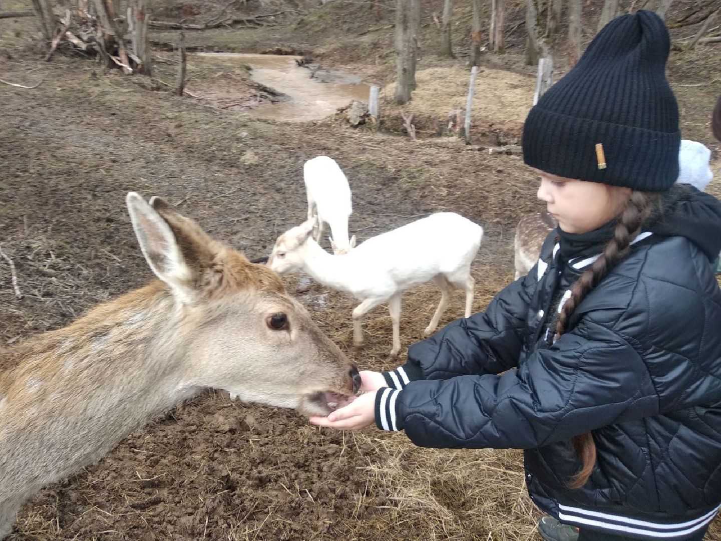 Дмитров, зооферма Шихово, экотуризм