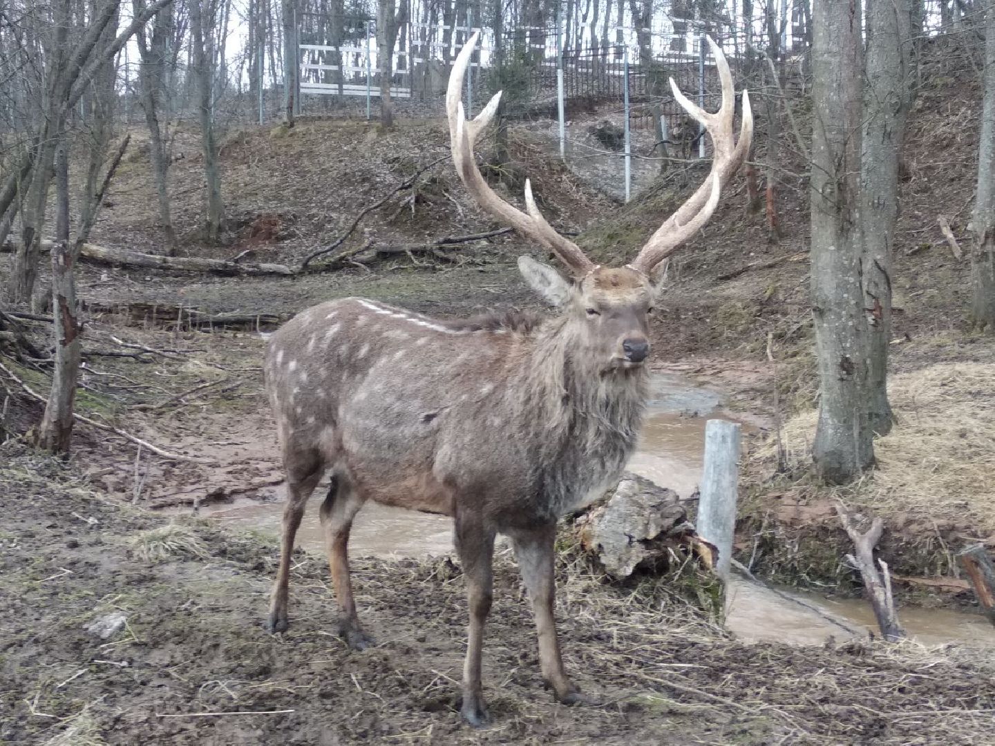 Дмитров, зооферма Шихово, экотуризм