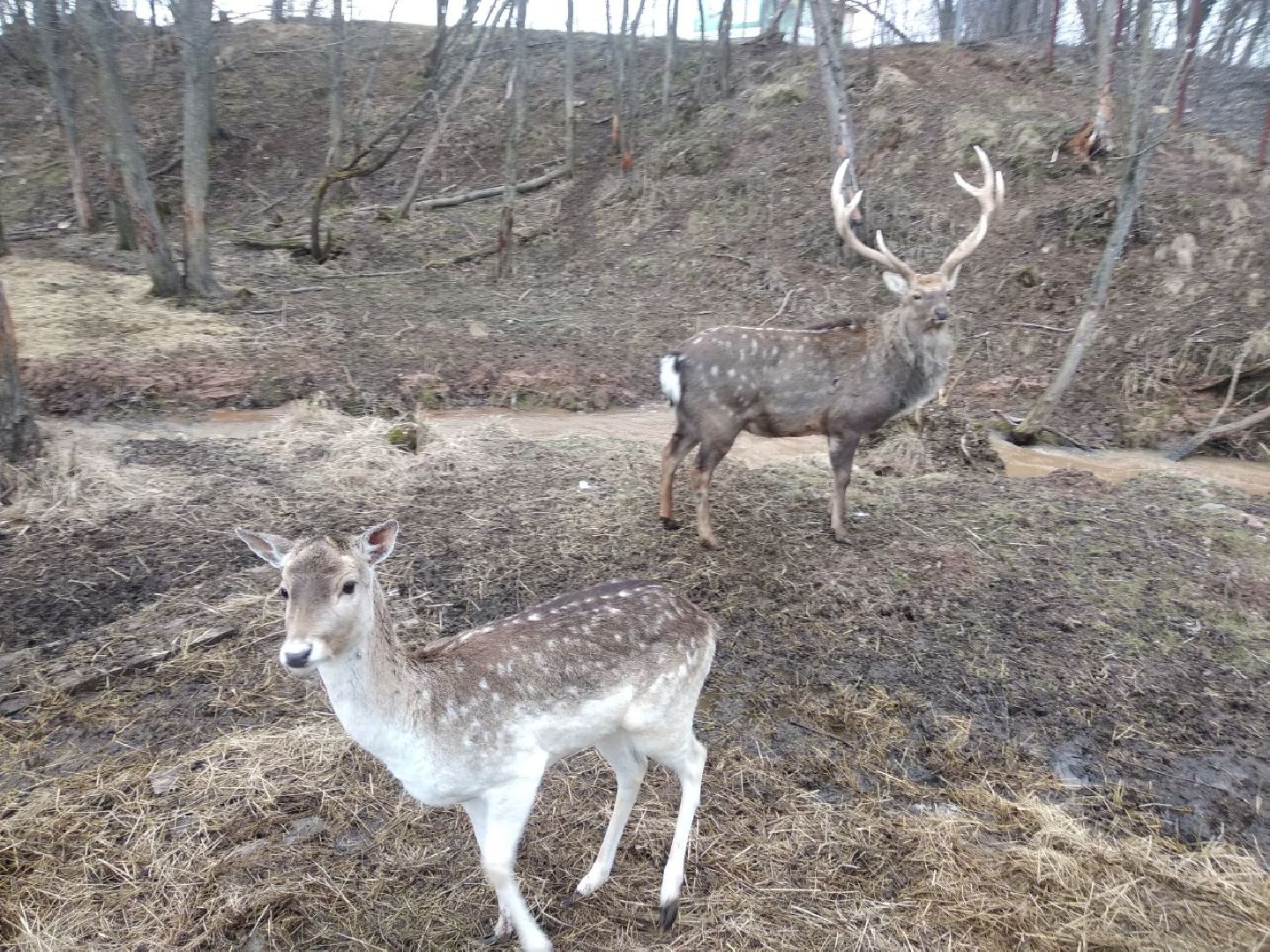 Дмитров, зооферма Шихово, экотуризм