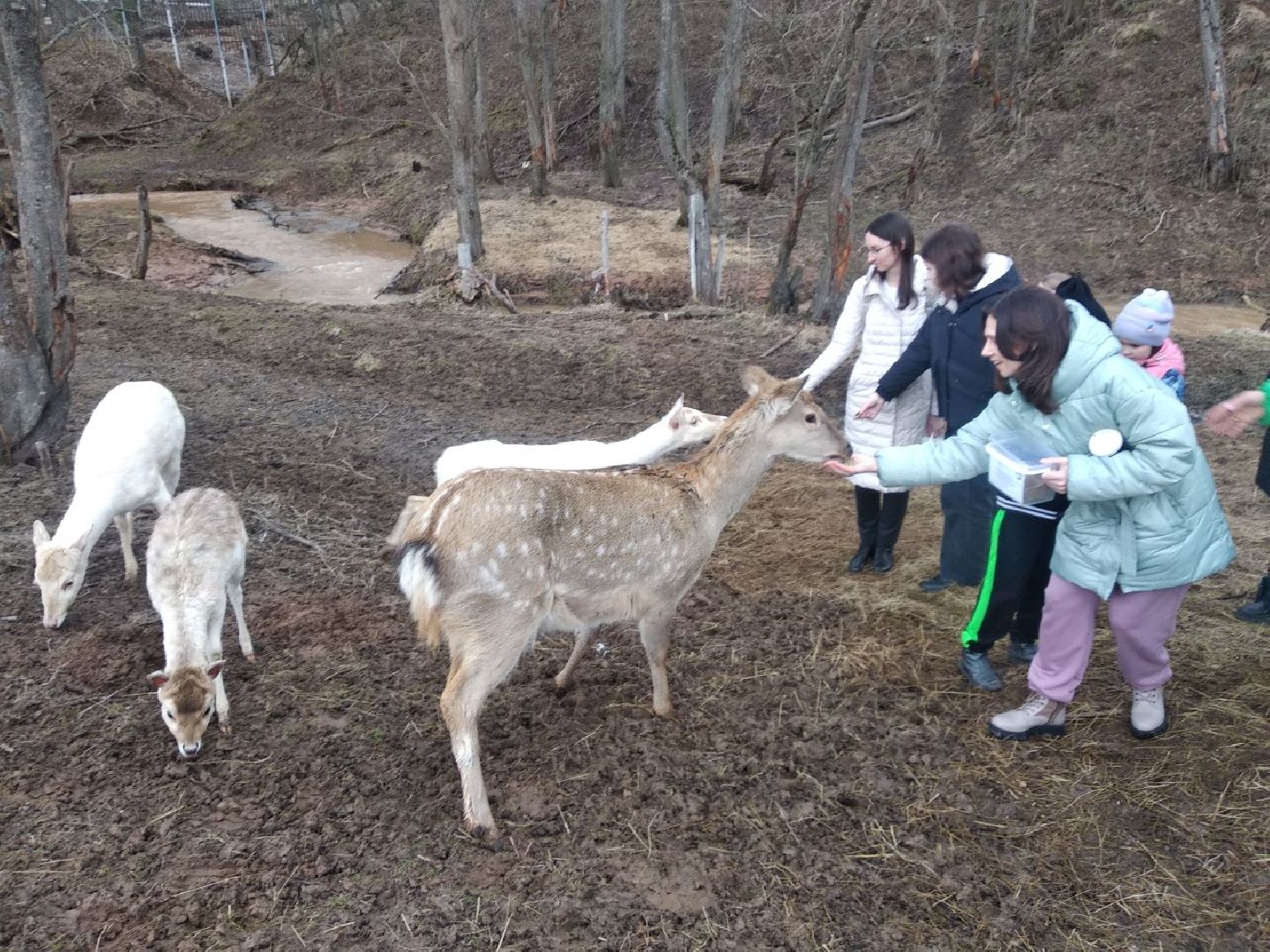 Дмитров, зооферма Шихово, экотуризм