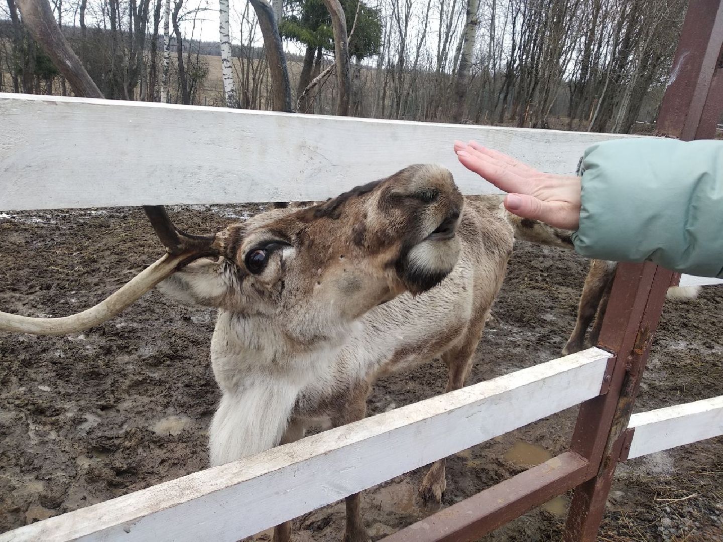 Дмитров, зооферма Шихово, экотуризм