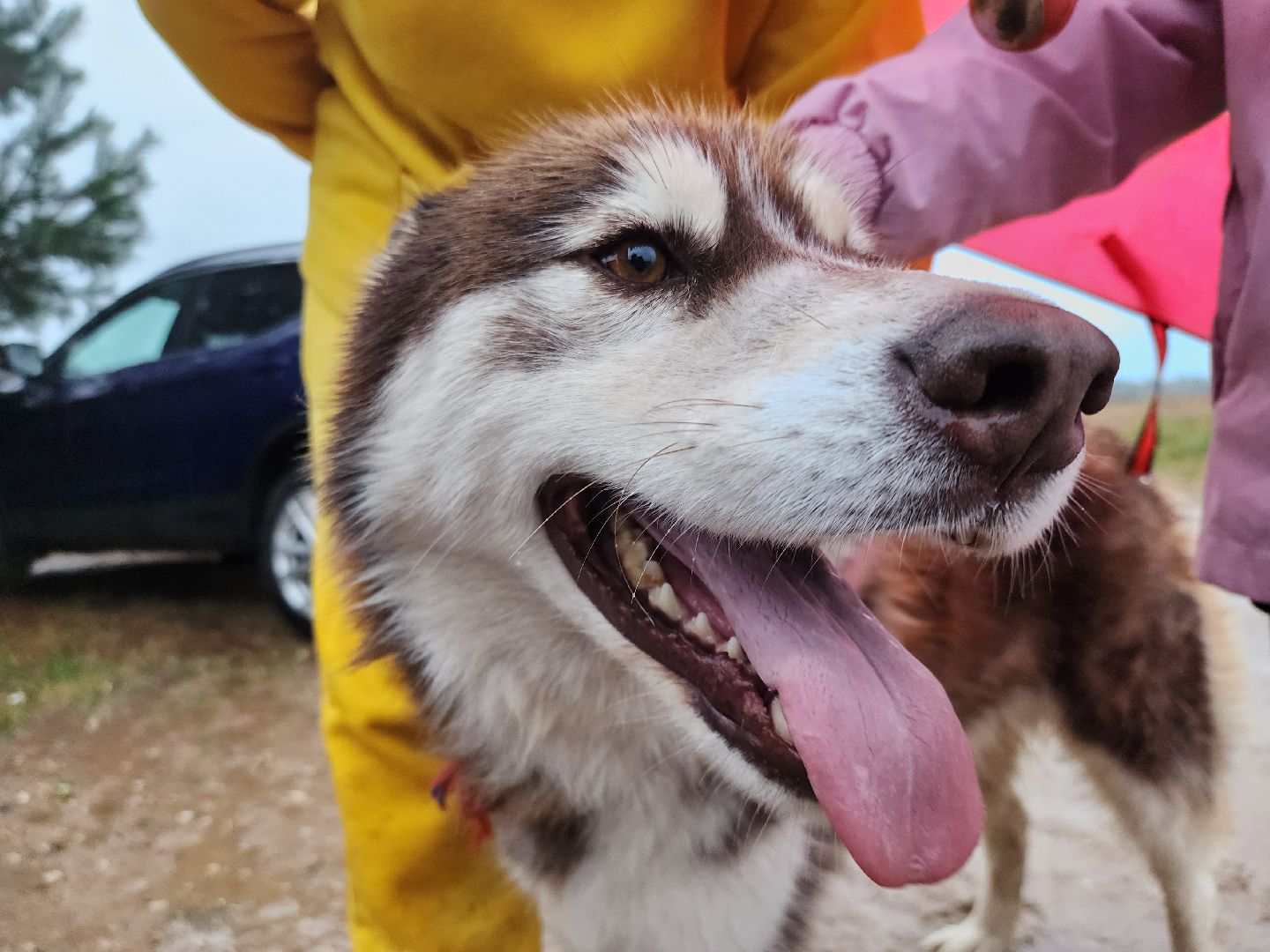 хаски, хаски-деревня, рузская аляска, руза бти, рузский городской округ, московская область, благотворительность, волонтерство,