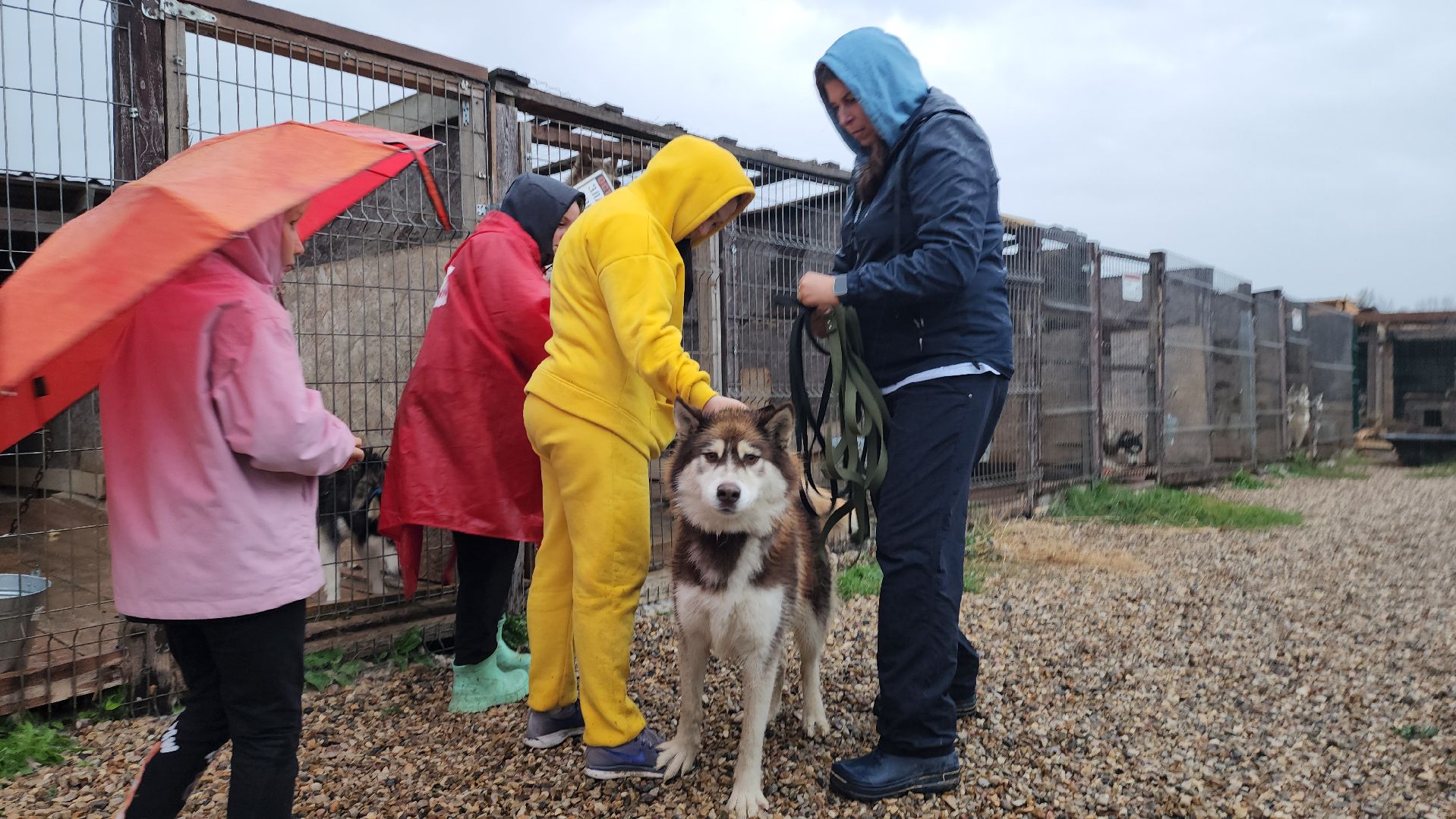 хаски, хаски-деревня, рузская аляска, руза бти, рузский городской округ, московская область, благотворительность, волонтерство,