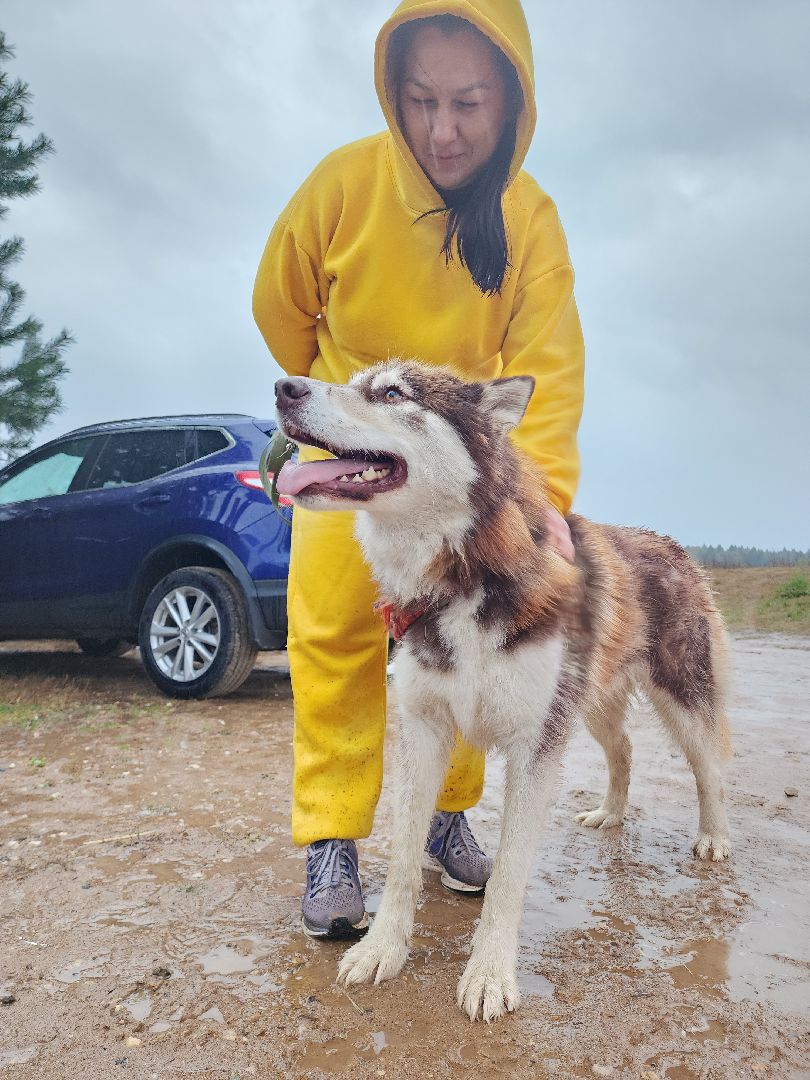 хаски, хаски-деревня, рузская аляска, руза бти, рузский городской округ, московская область, благотворительность, волонтерство,
