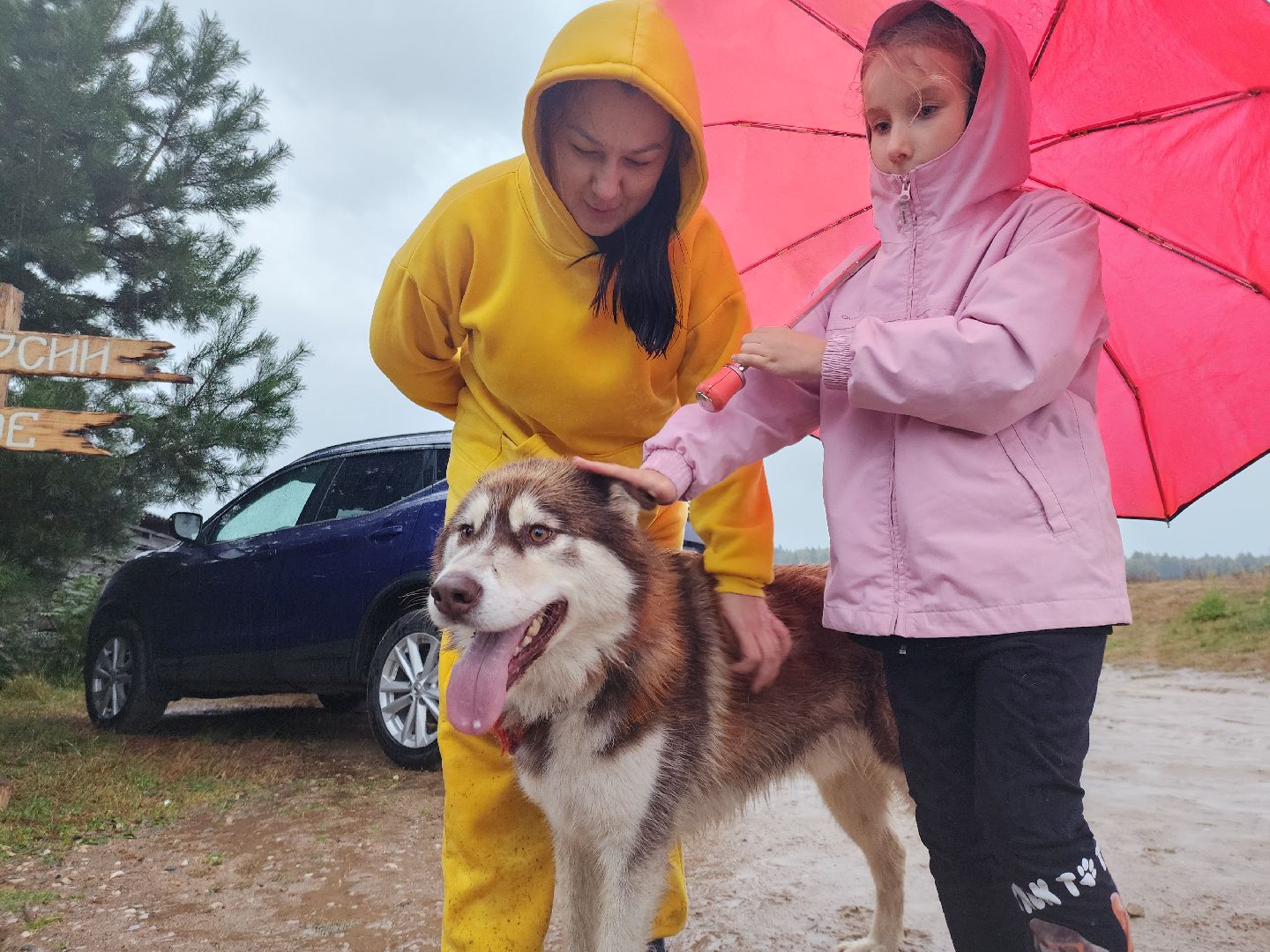 хаски, хаски-деревня, рузская аляска, руза бти, рузский городской округ, московская область, благотворительность, волонтерство,