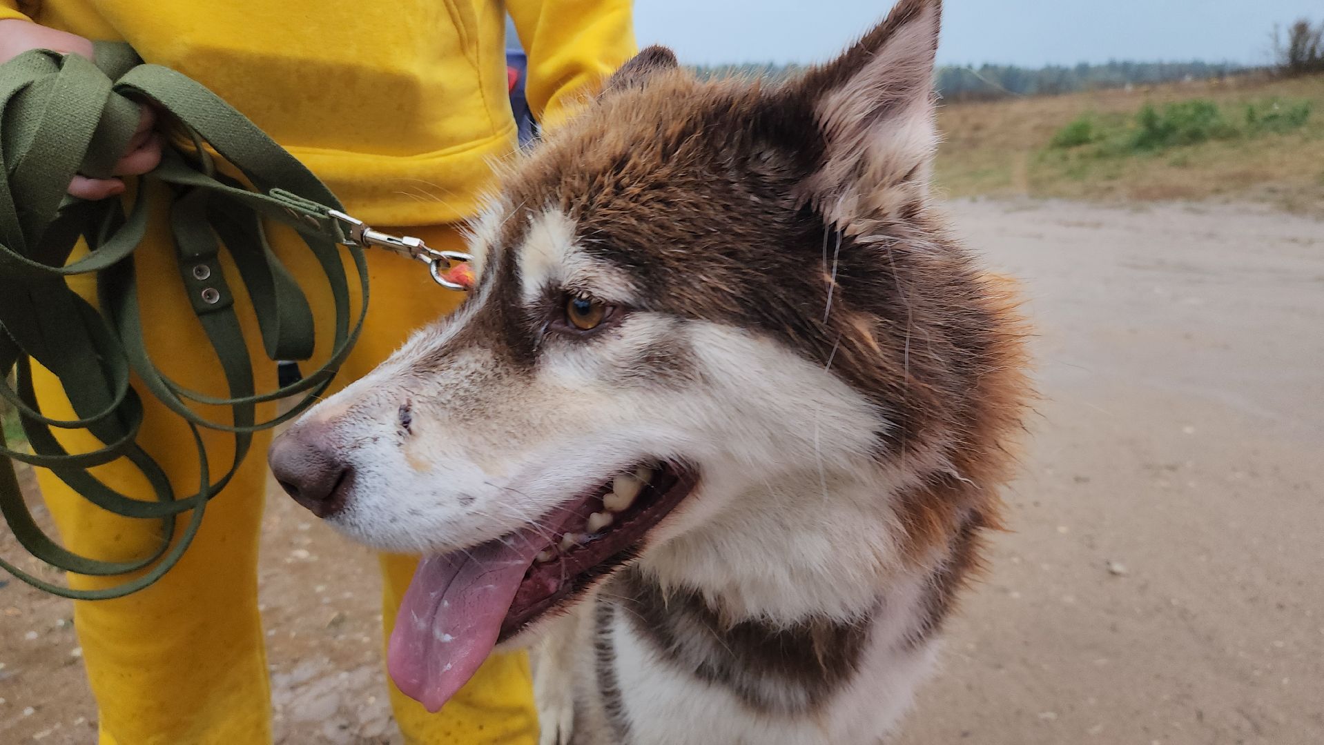 хаски, хаски-деревня, рузская аляска, руза бти, рузский городской округ, московская область, благотворительность, волонтерство,