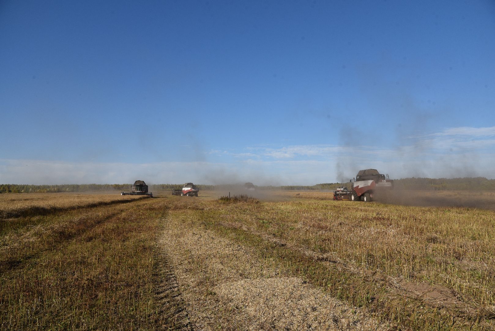 лотошино, сельское хозяйство, уборка урожая, урожай 2024, рапс,