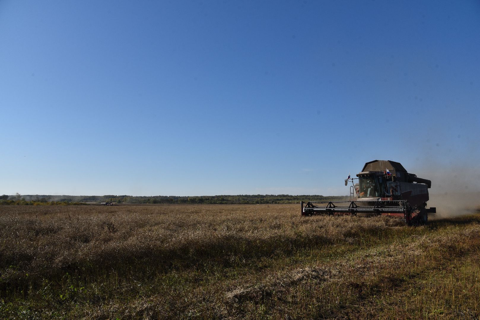 лотошино, сельское хозяйство, уборка урожая, урожай 2024, рапс,