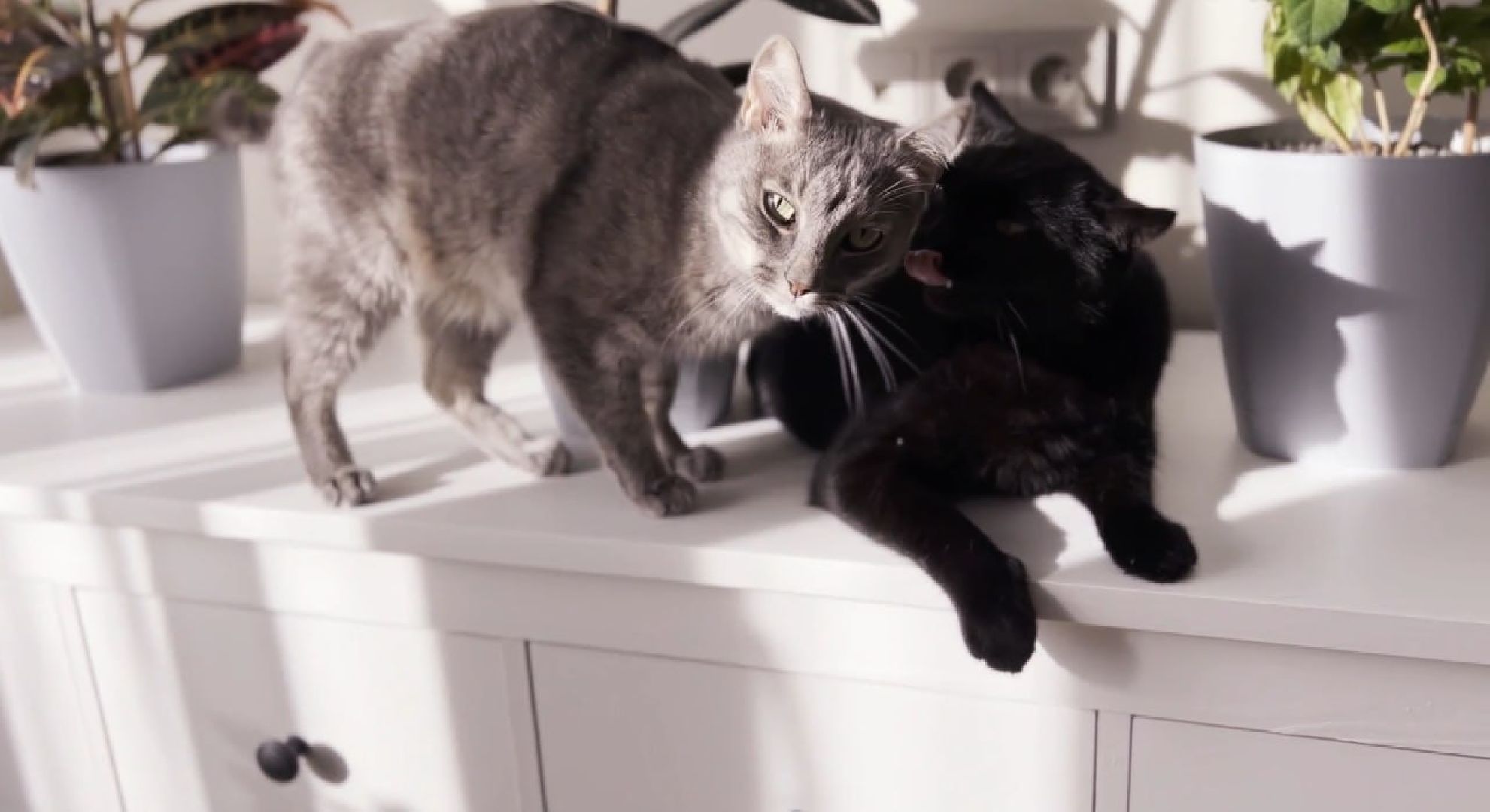 социальная ипотека, губернатор московской области андрей воробьев, образование в подмосковье, образование в подольске, школа, день учителя,