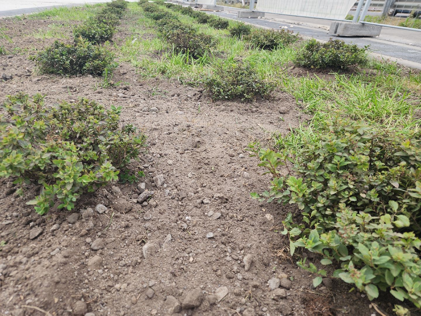 благоустройство 2024, ликино-дулево, орехово-зуевский округ,