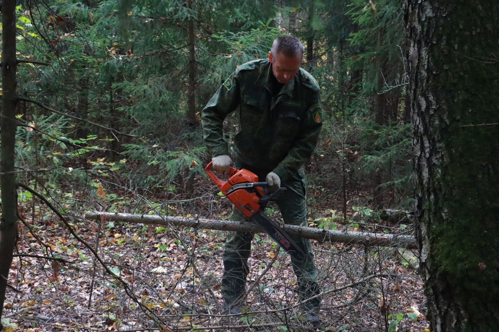 чистый лес, лесничество, экологическая акция,