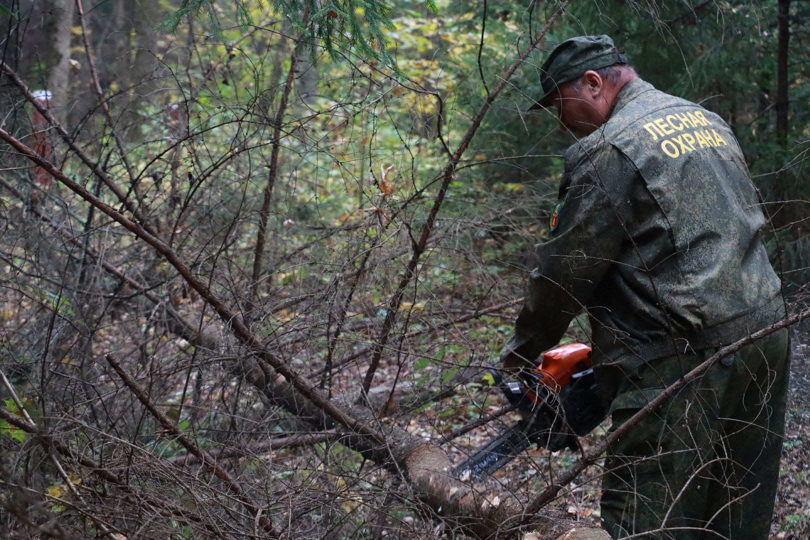 чистый лес, лесничество, экологическая акция,