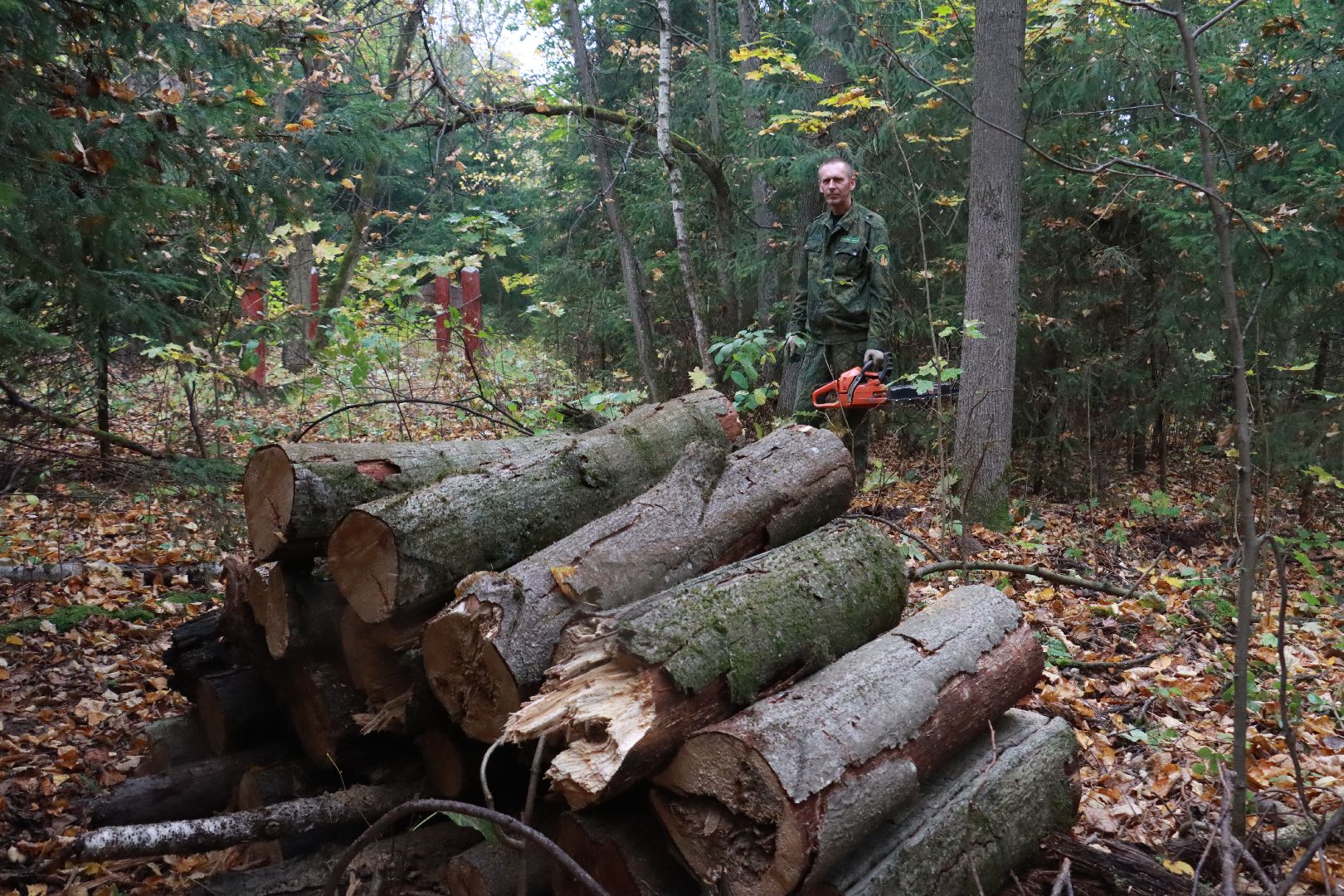 чистый лес, лесничество, экологическая акция,