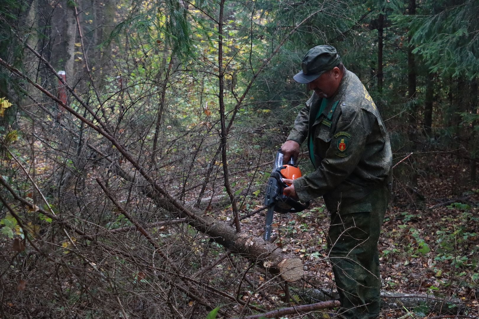 чистый лес, лесничество, экологическая акция,