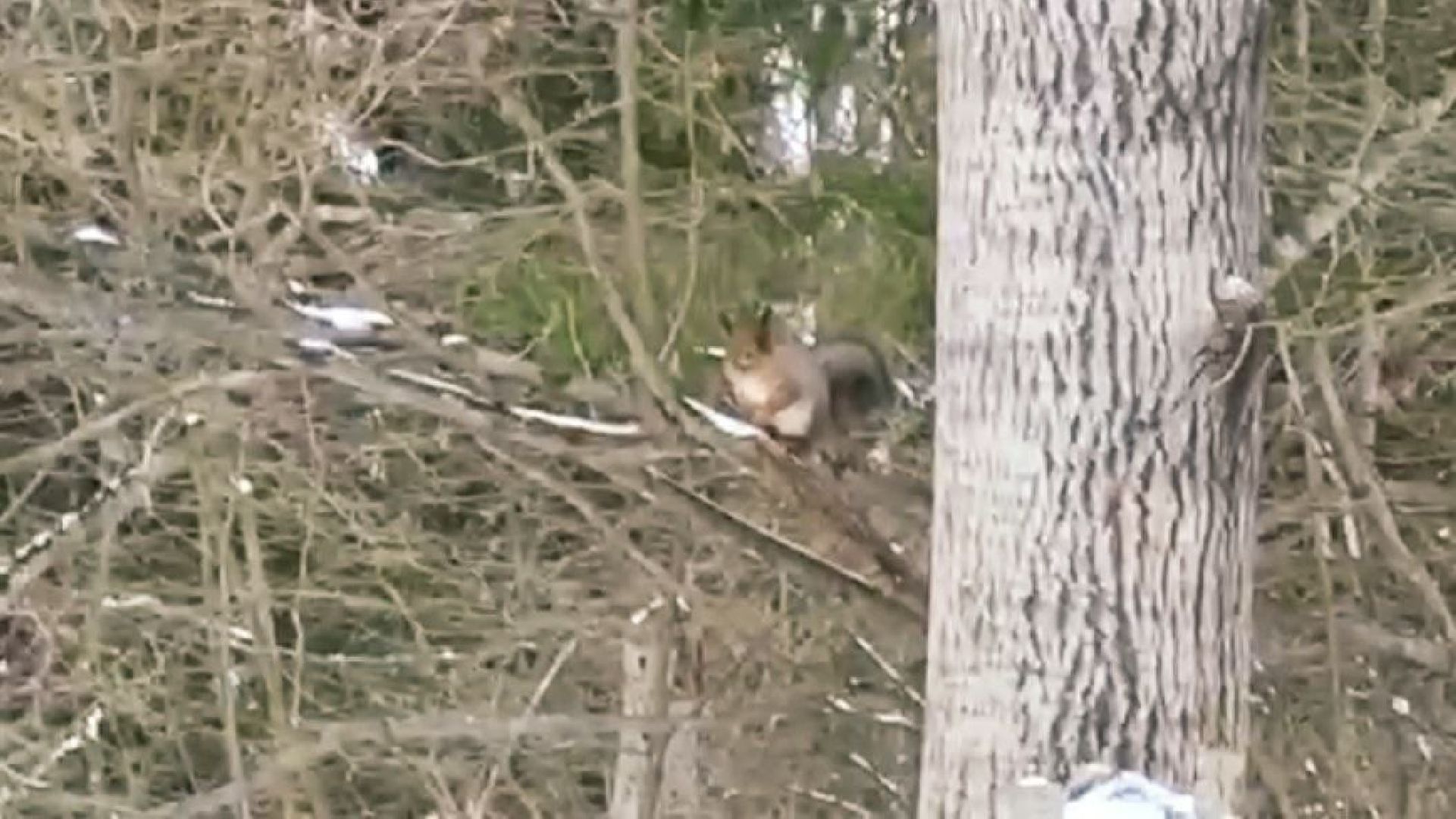 Можайск, Можайский городской округ, Подмосковье, белка, лесная белка, экология, дикие животные