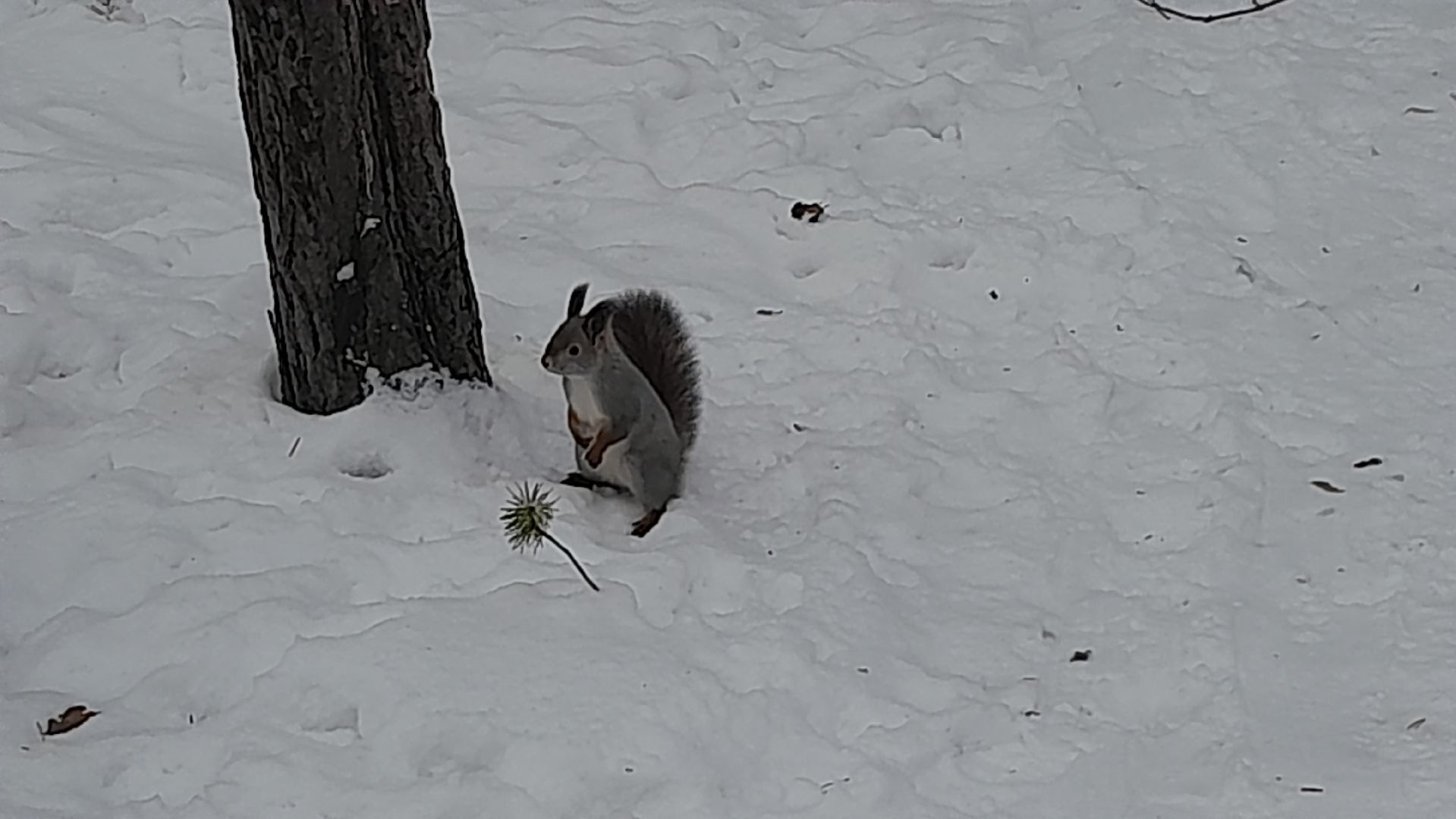 Можайск, Можайский городской округ, Подмосковье, белка, лесная белка, экология, дикие животные