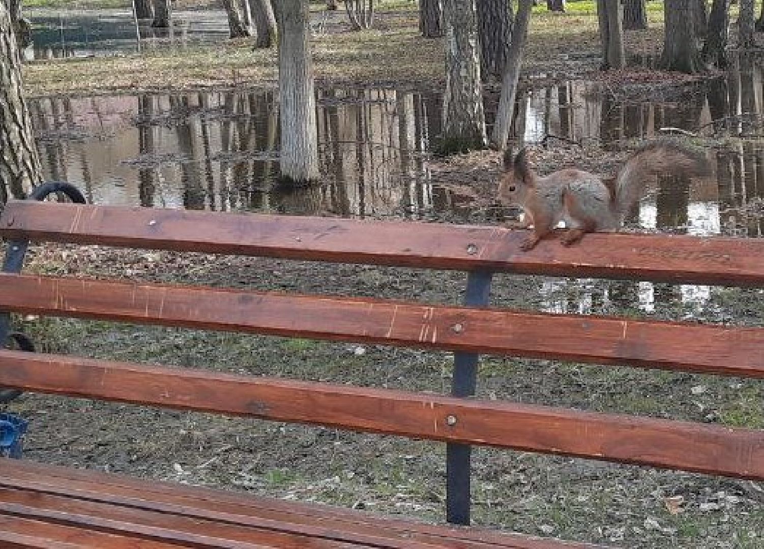 Можайск, Можайский городской округ, Подмосковье, белка, лесная белка, экология, дикие животные