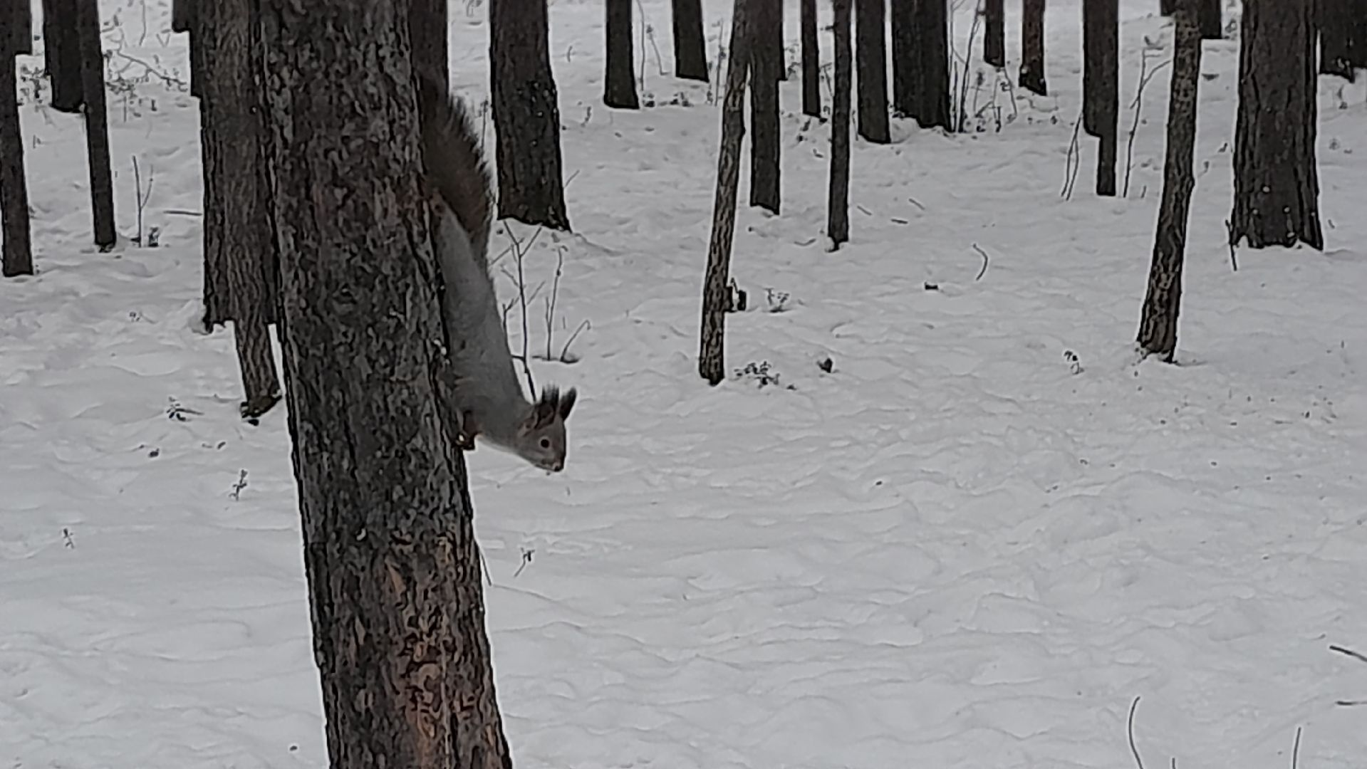 Можайск, Можайский городской округ, Подмосковье, белка, лесная белка, экология, дикие животные