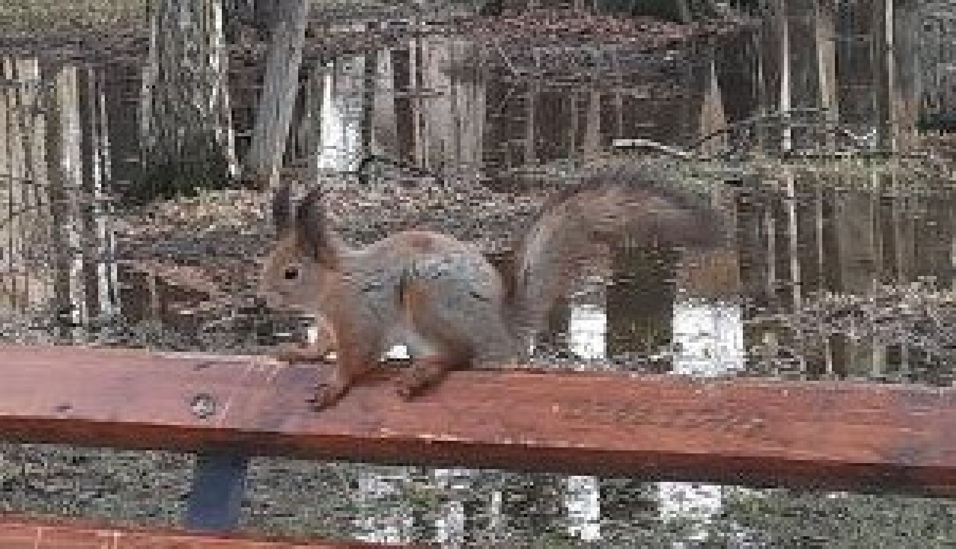 Можайск, Можайский городской округ, Подмосковье, белка, лесная белка, экология, дикие животные