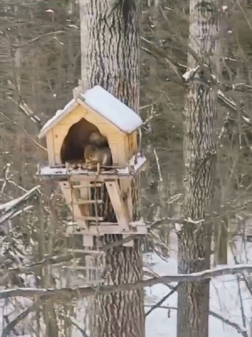 Можайск, Можайский городской округ, Подмосковье, белка, лесная белка, экология, дикие животные