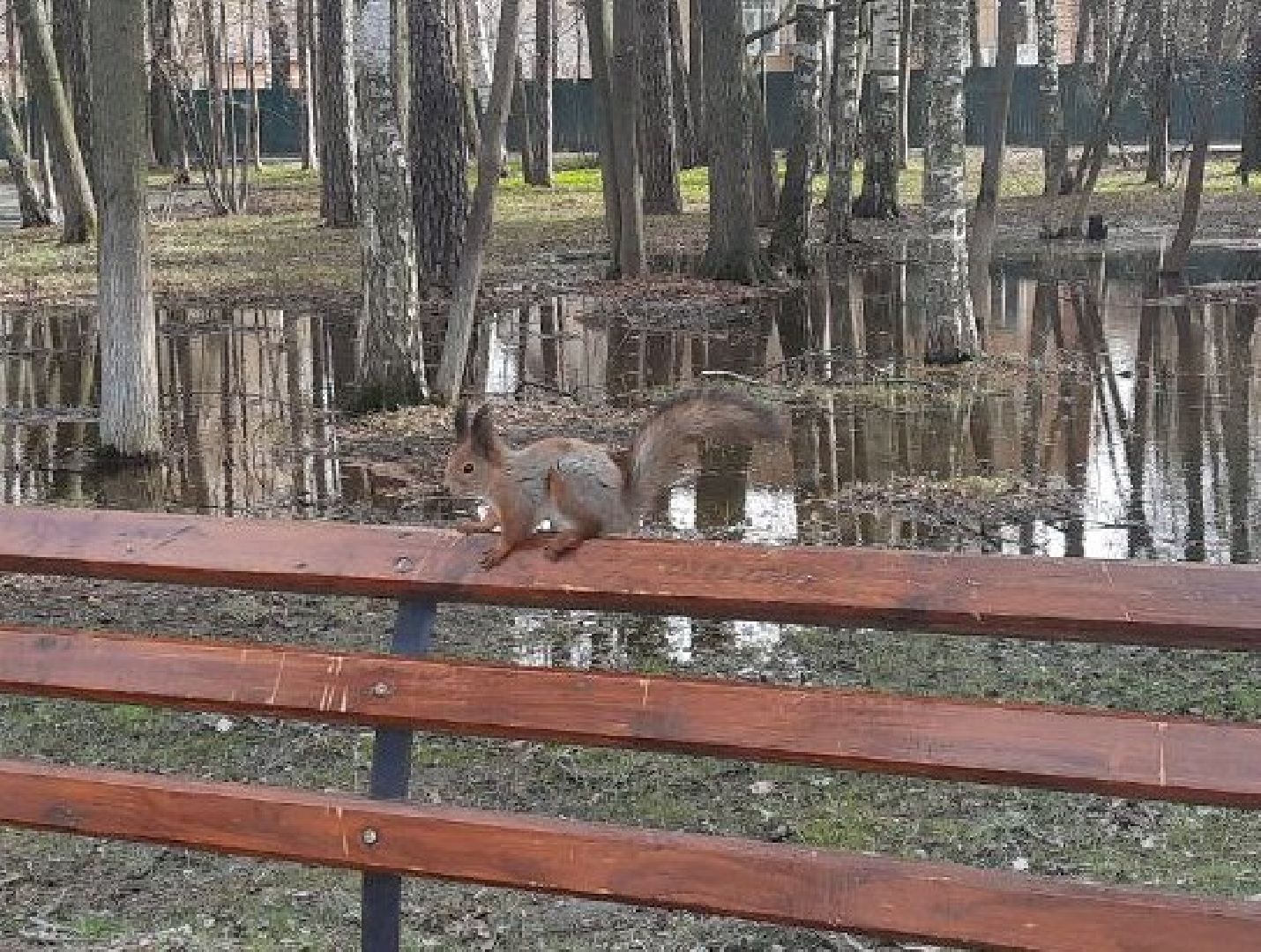 Можайск, Можайский городской округ, Подмосковье, белка, лесная белка, экология, дикие животные