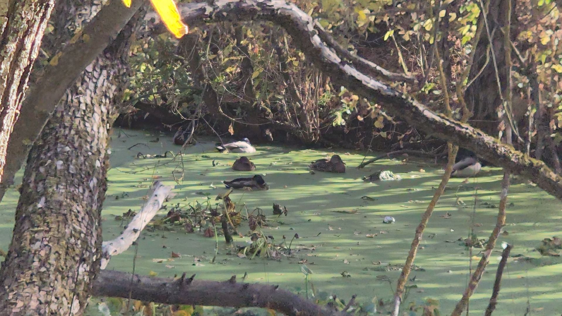 люберцы, деревня Токарево, водный экскаватор,