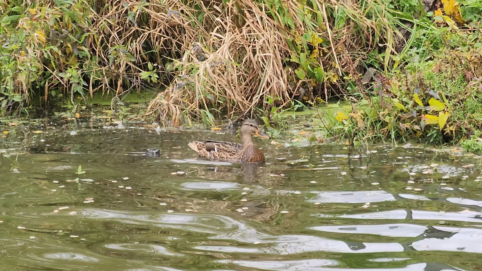 одинцово, старый городок, экология, субботник, раздельный сбор отходов,