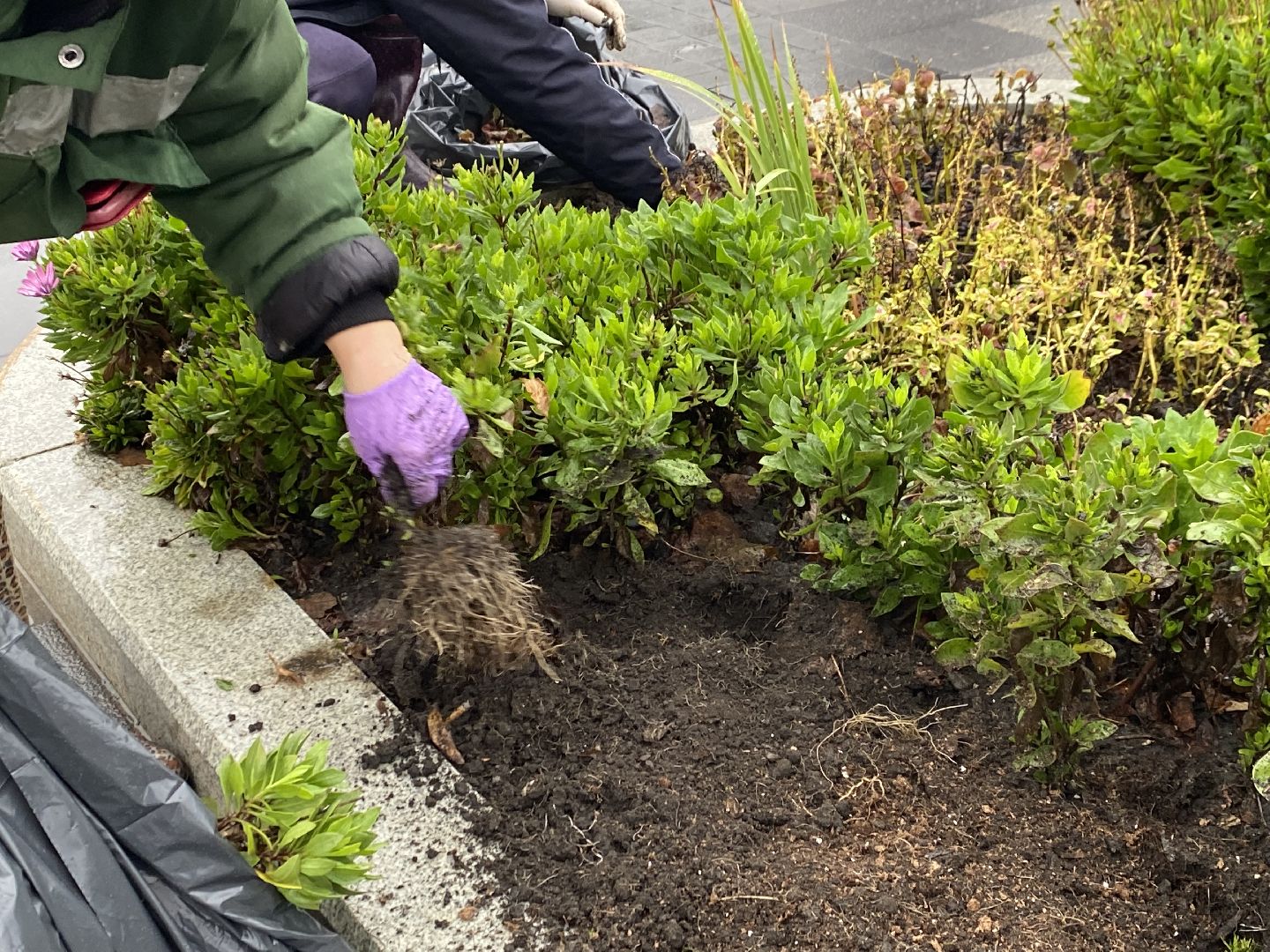 Тюльпаны, Грунт, Клумбы, Сквер,