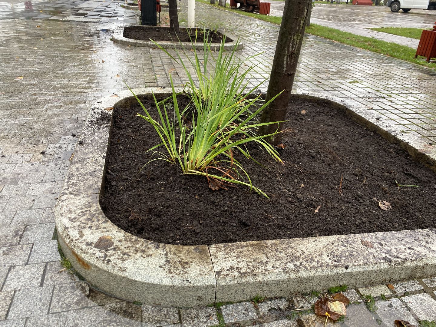 Тюльпаны, Грунт, Клумбы, Сквер,