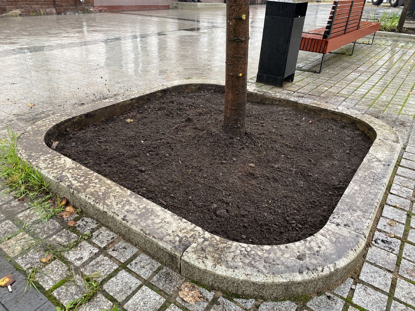 Тюльпаны, Грунт, Клумбы, Сквер,