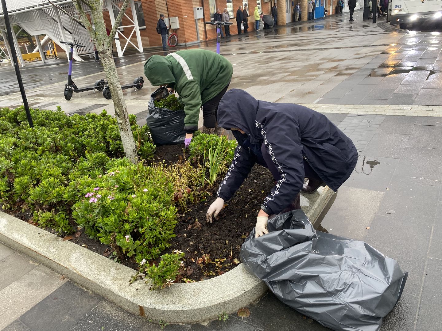 Тюльпаны, Грунт, Клумбы, Сквер,