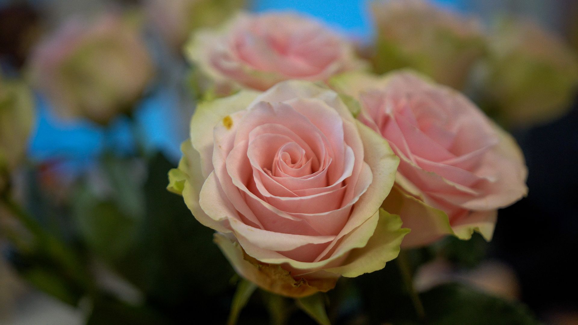 егорьевск, школа, образование, новый, учитель, учительница, история, английский язык,