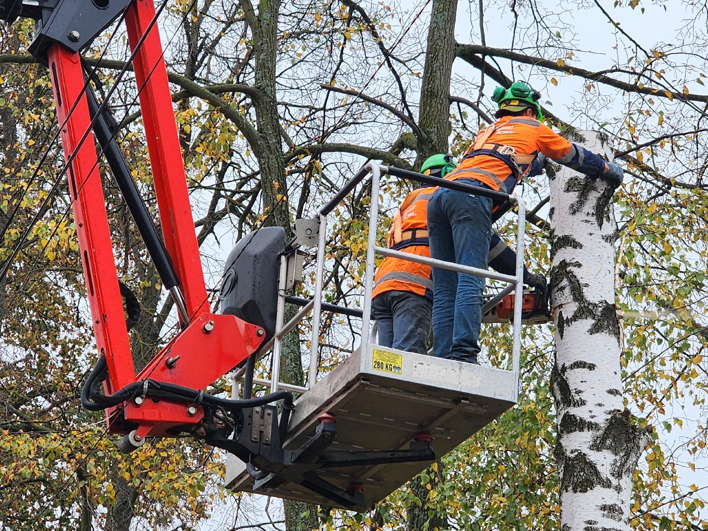 серпухов, сво, комбинат благоустройства, спилили дерево, центр поддержки военных,