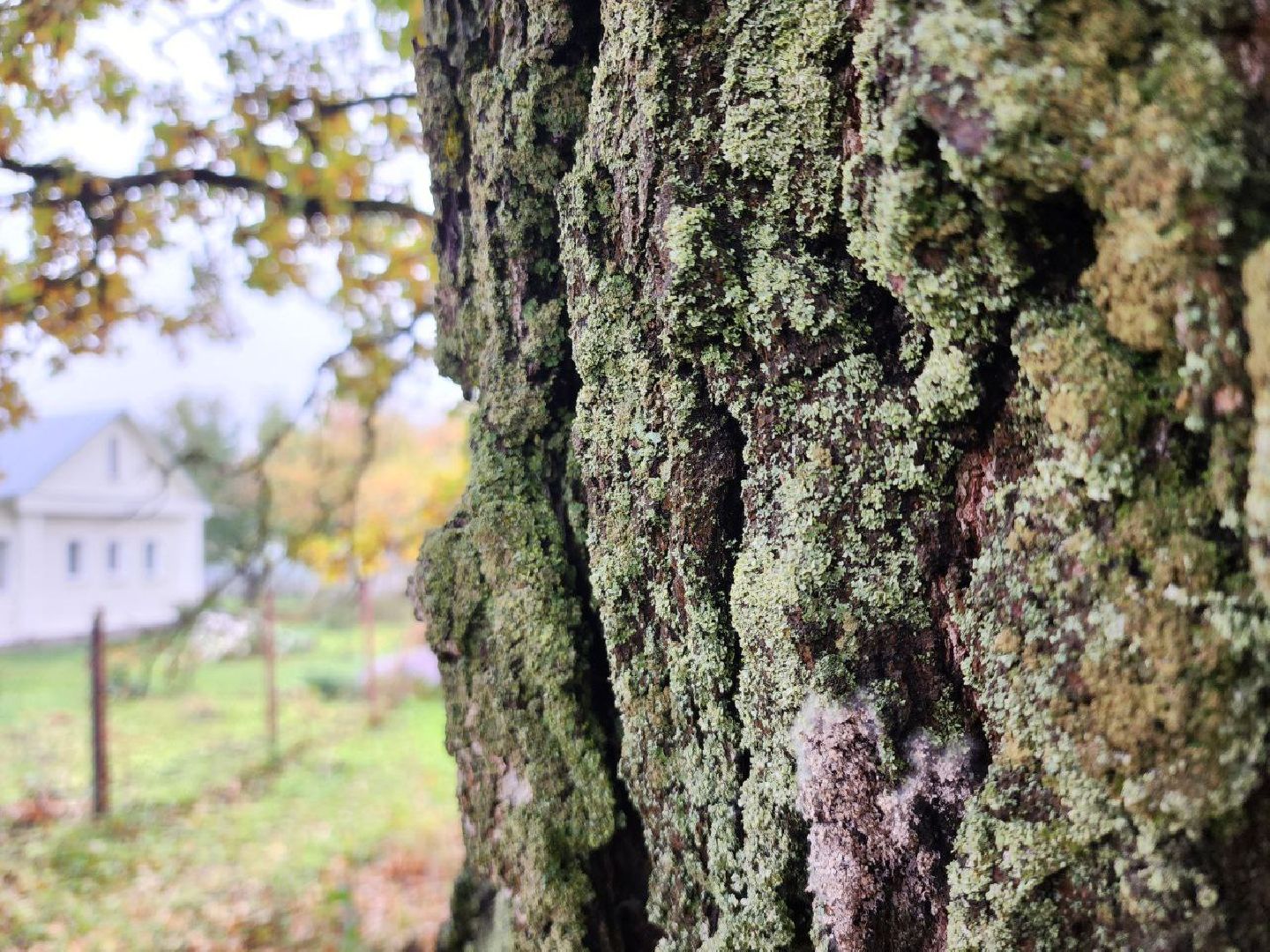 можайск, можайский городской округ, подмосковье, дуб-долгожитель, дерево, экология, памятник живой природы,