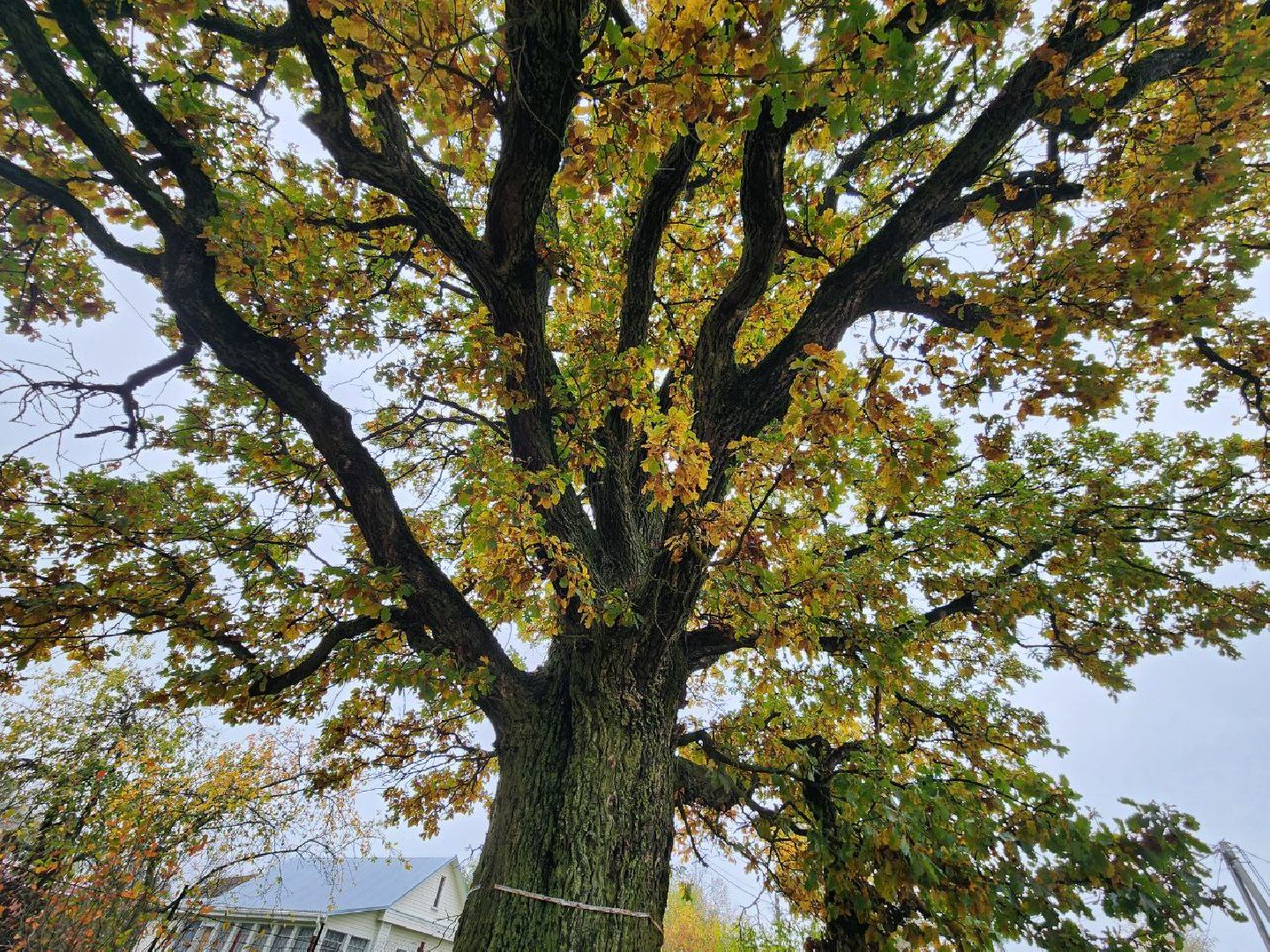 можайск, можайский городской округ, подмосковье, дуб-долгожитель, дерево, экология, памятник живой природы,