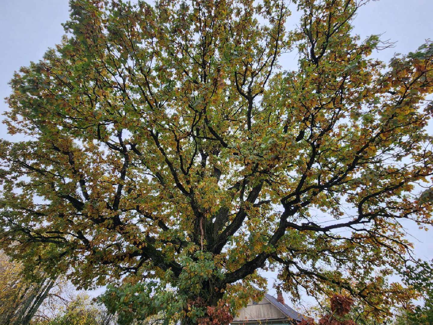 можайск, можайский городской округ, подмосковье, дуб-долгожитель, дерево, экология, памятник живой природы,