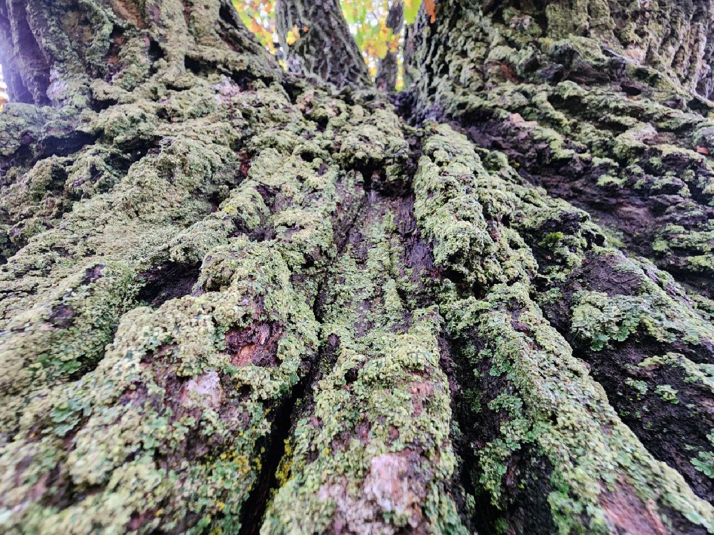 можайск, можайский городской округ, подмосковье, дуб-долгожитель, дерево, экология, памятник живой природы,