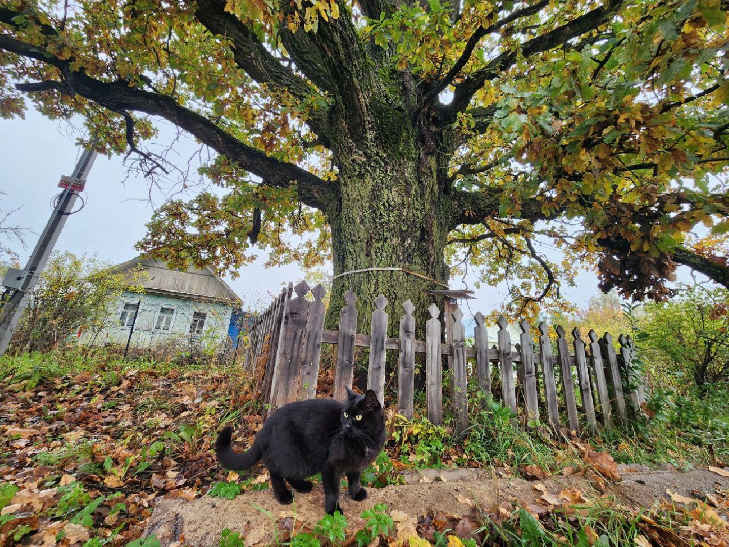 можайск, можайский городской округ, подмосковье, дуб-долгожитель, дерево, экология, памятник живой природы,
