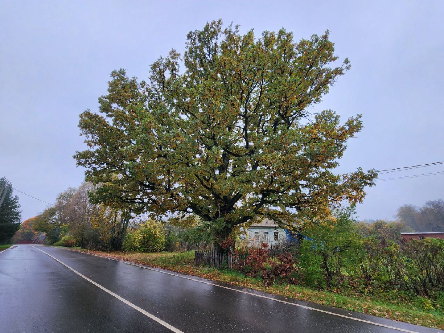 можайск, можайский городской округ, подмосковье, дуб-долгожитель, дерево, экология, памятник живой природы,