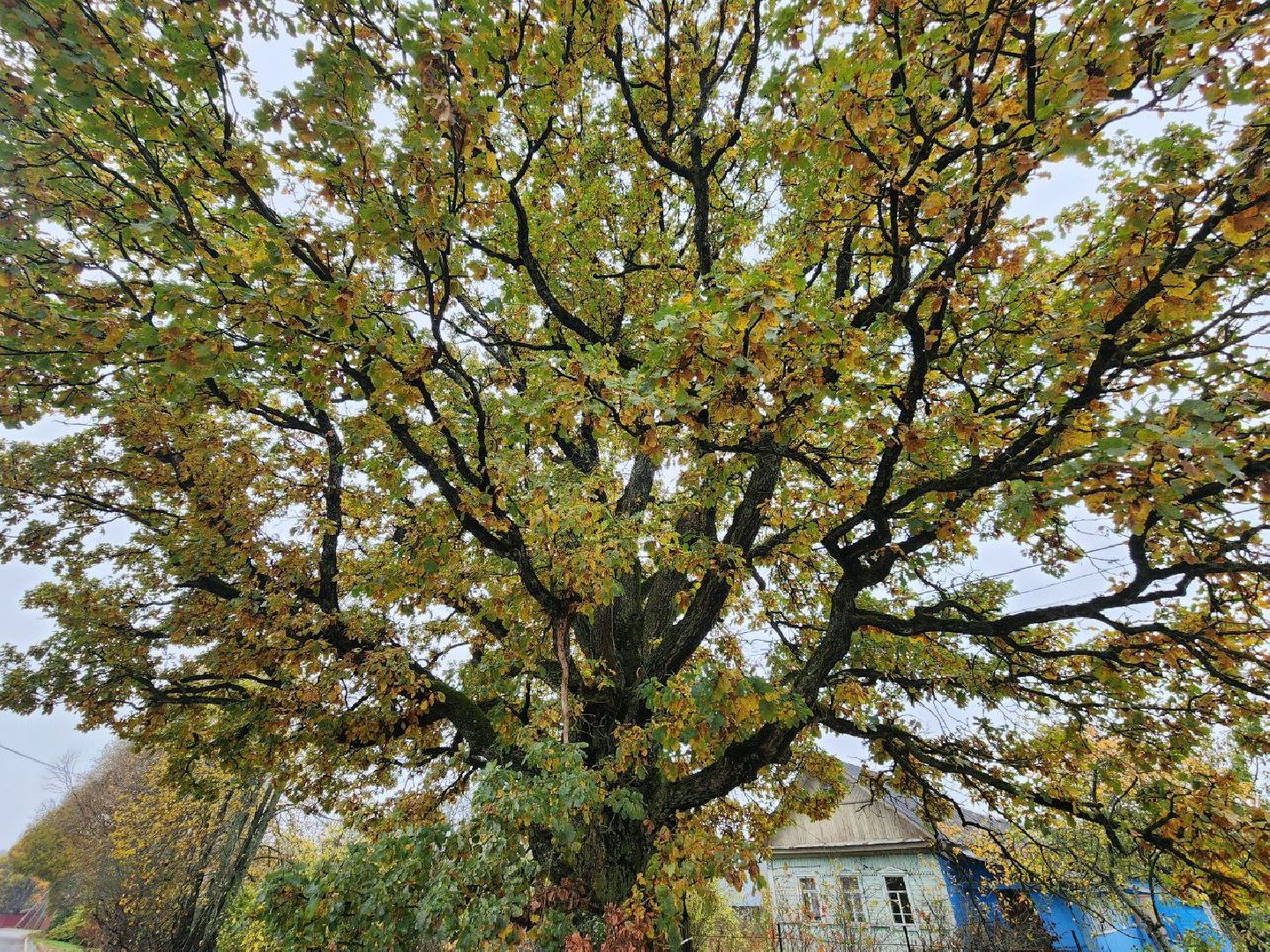 можайск, можайский городской округ, подмосковье, дуб-долгожитель, дерево, экология, памятник живой природы,